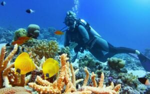 fb1b3aeb15 50149055 plongee guadeloupe fb1b3aeb15 50149055 plongee guadeloupe